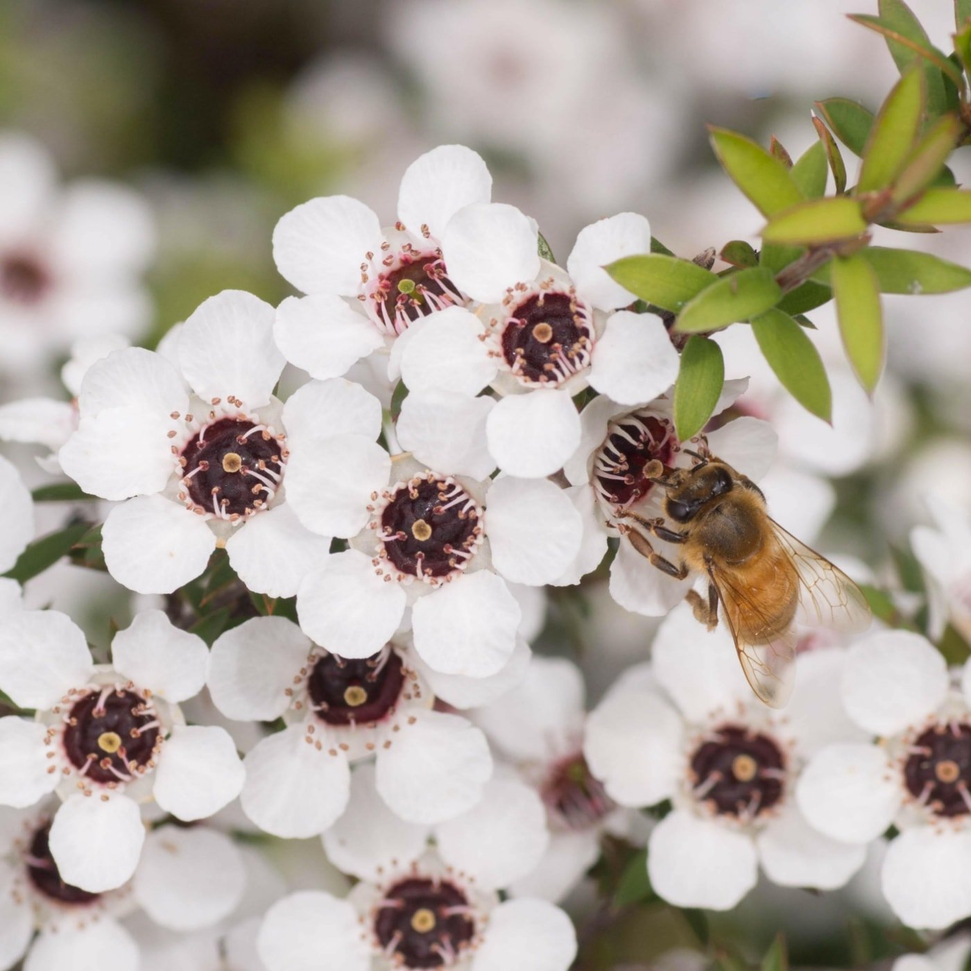 manuka