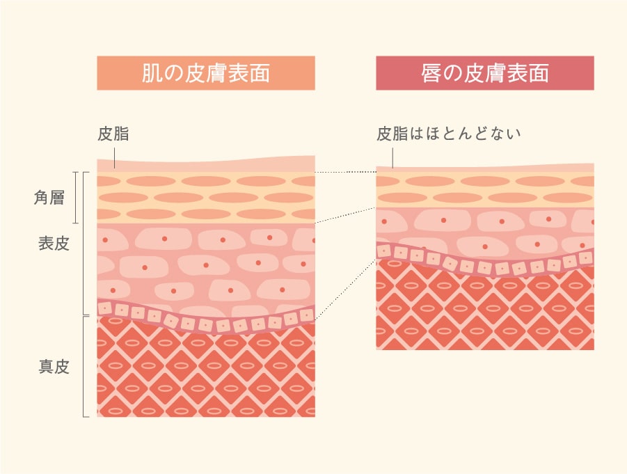 唇の構造を研究してできたリップスティック